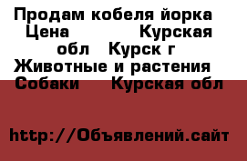 Продам кобеля йорка › Цена ­ 5 500 - Курская обл., Курск г. Животные и растения » Собаки   . Курская обл.